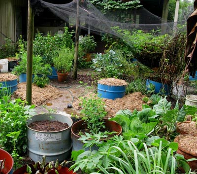 About survival food plants - Survival Food Plants