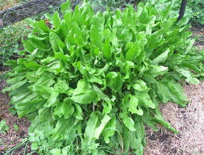 Garden sorrel - Survival Food Plants