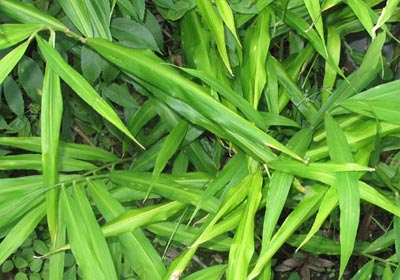 Ginger - Survival Food Plants