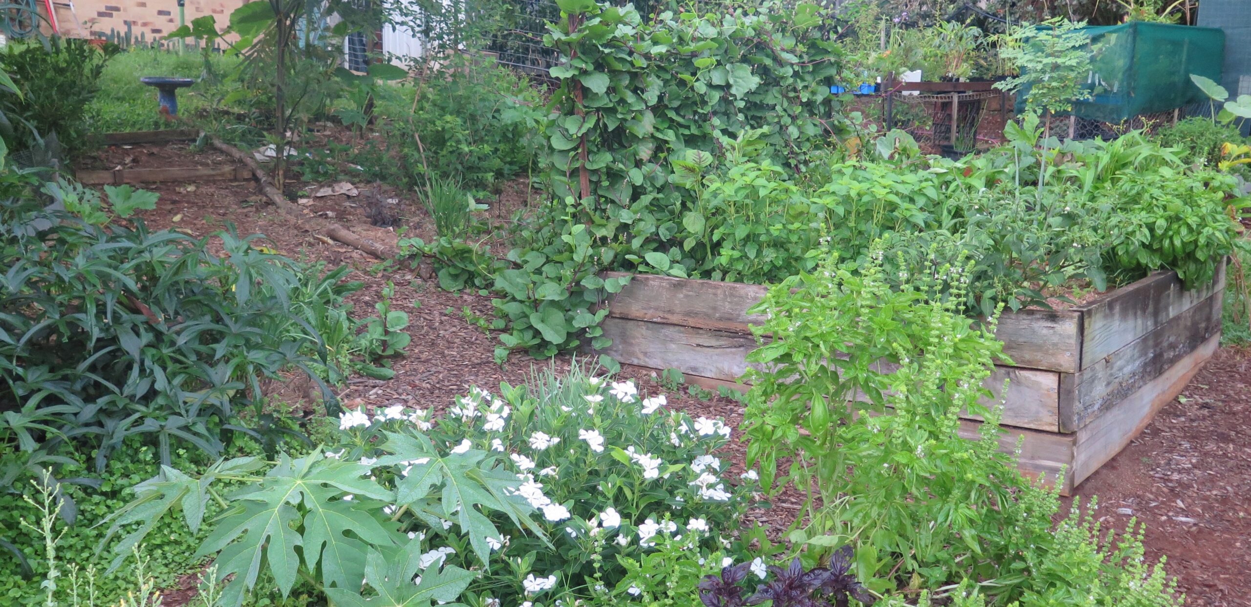 Home - Survival Food Plants